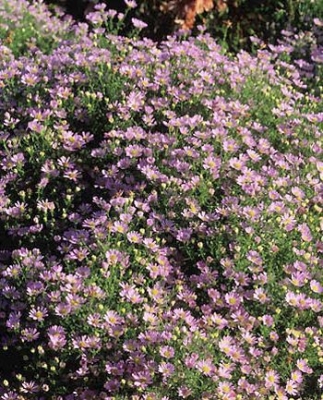 Aster éricoides \